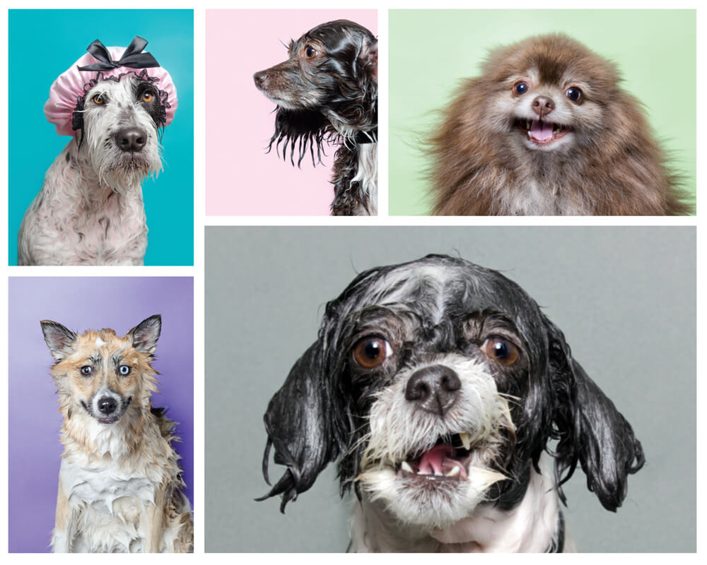 Wet-Dog-Collage Wet Dog