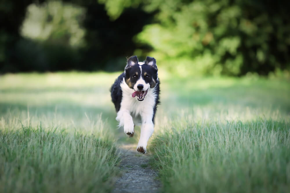 Hund på Bjärehalvön