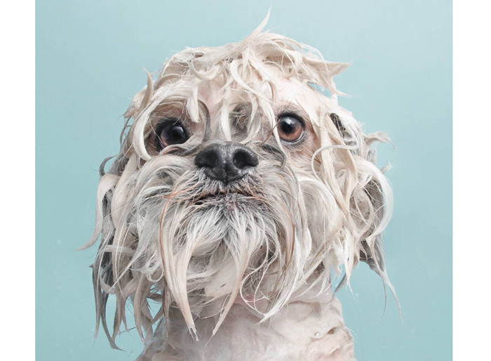 Boken Wet Dog är en bedårande och rolig samling av blöta hundar