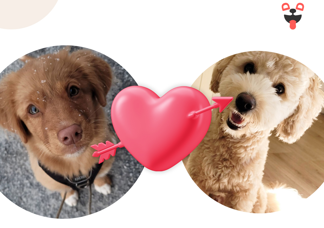 Nu har våra bästa vänner fått en egen social app: DogDater
