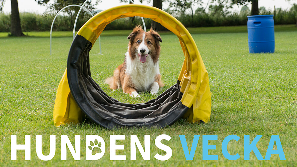 Hundens vecka – aktivitetsfest för hundarna och ägarna