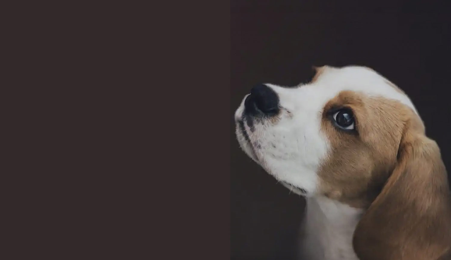 Hund-Guiden –  Din ultimata online-resurs för allt som har med hundar att göra