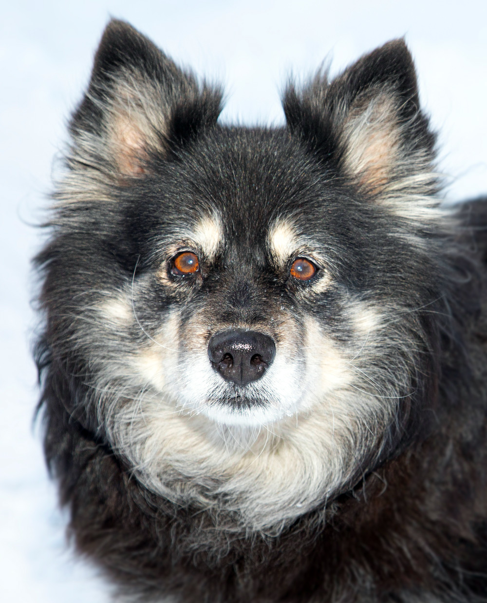 Årets bragdhund 2023 Saiva räddade sin matte från att frysa ihjäl