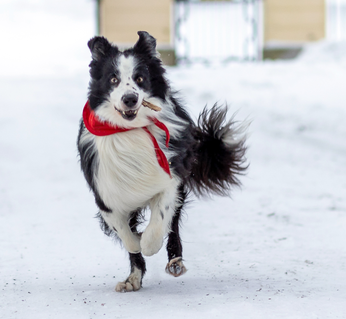 Border Collien Chip är Årets sociala tjänstehund 2023 – belönas för arbete med obotligt sjuka barn