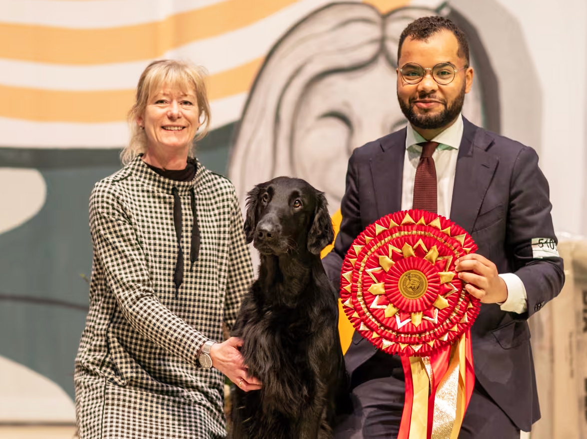 Flatcoated retrievern Saldo vinner Best in Show på Stockholm Hundmässa 2023
