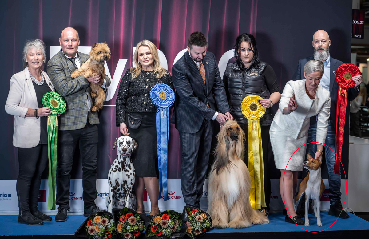 Basenji Årets Utställningshund 2023