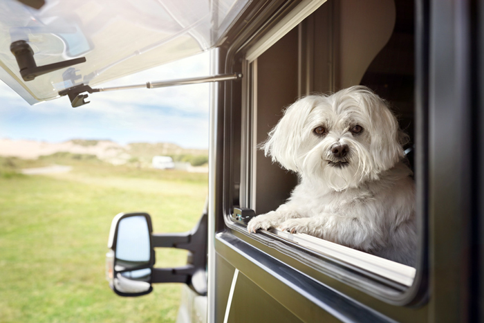 Planerar du campingsemester med din hund? – Här är veterinärens smarta råd och tips!