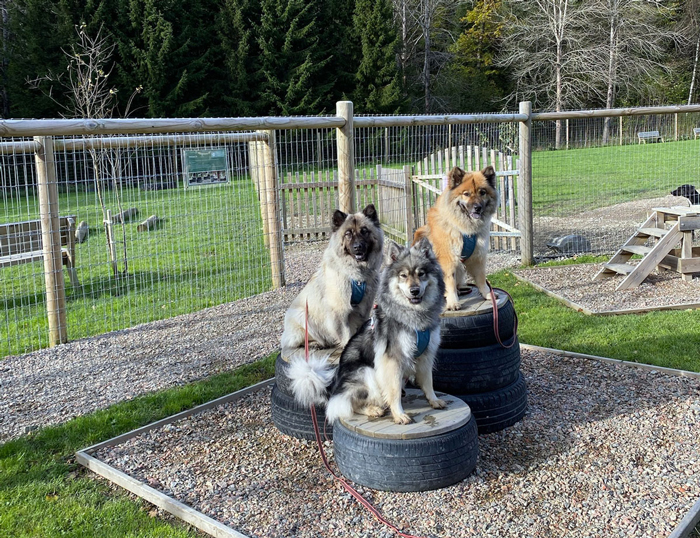 Upplev hundglädje och viftande svansar på aktivitetsparken Dogpark i Uppsala eller Uddevalla