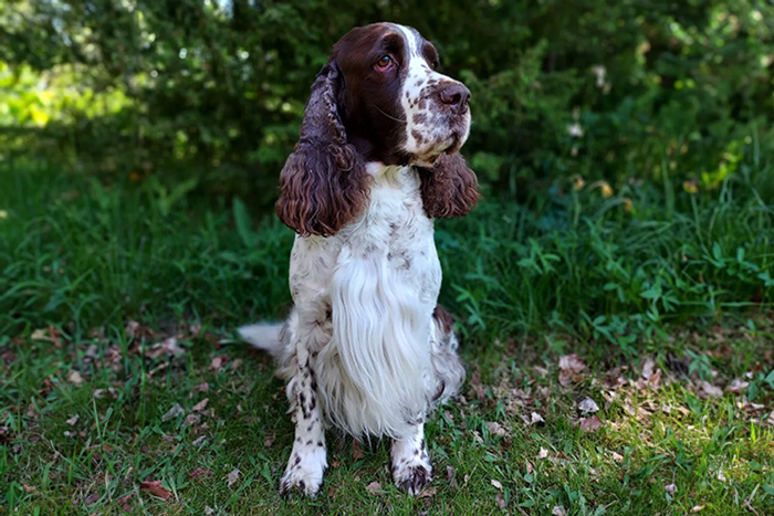 Sören är årets blodgivarhund