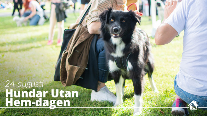 Hundar Utan Hem-dagen i Stockholm – En dag för hela familjen till förmån för hemlösa hundar