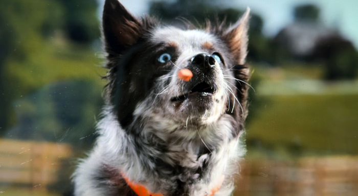 Ny film – I huvudet på en Hund