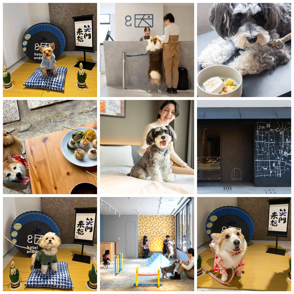 Hotel anddoggy